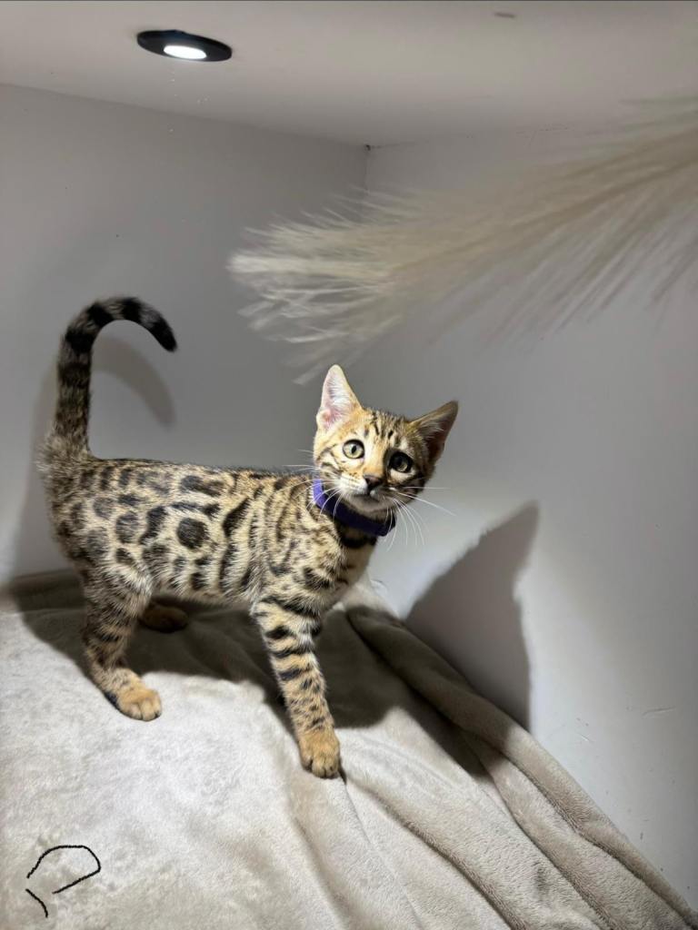 Bengal kittens 