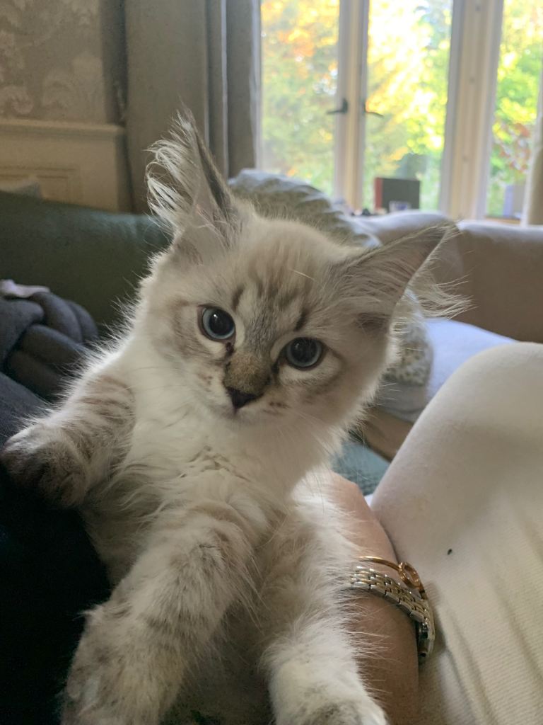 Beautiful Pure-Bred Siberian Kitten- Hypoallergenic, Microchipped and Vaccinated