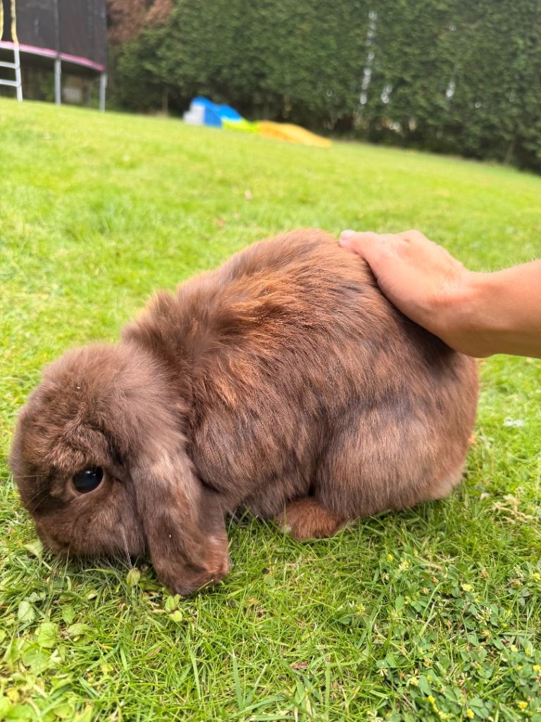 Beautiful tame Doe Mini Lop rabbit 