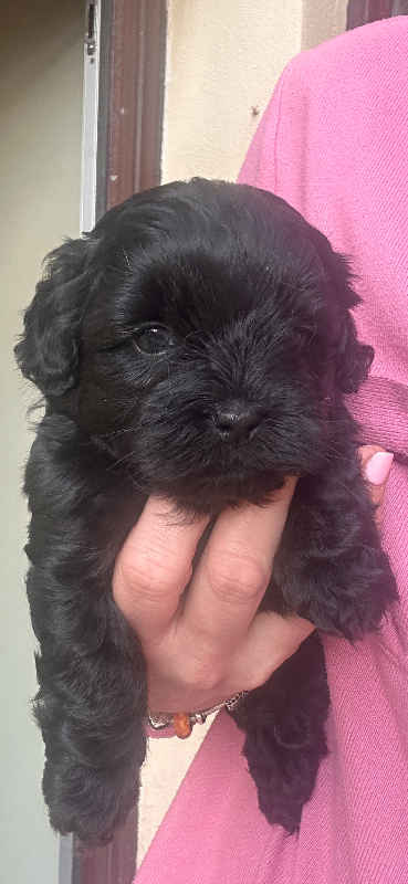 Shihpoo  ( shitzu Maltese/ poodle Bischon mix )