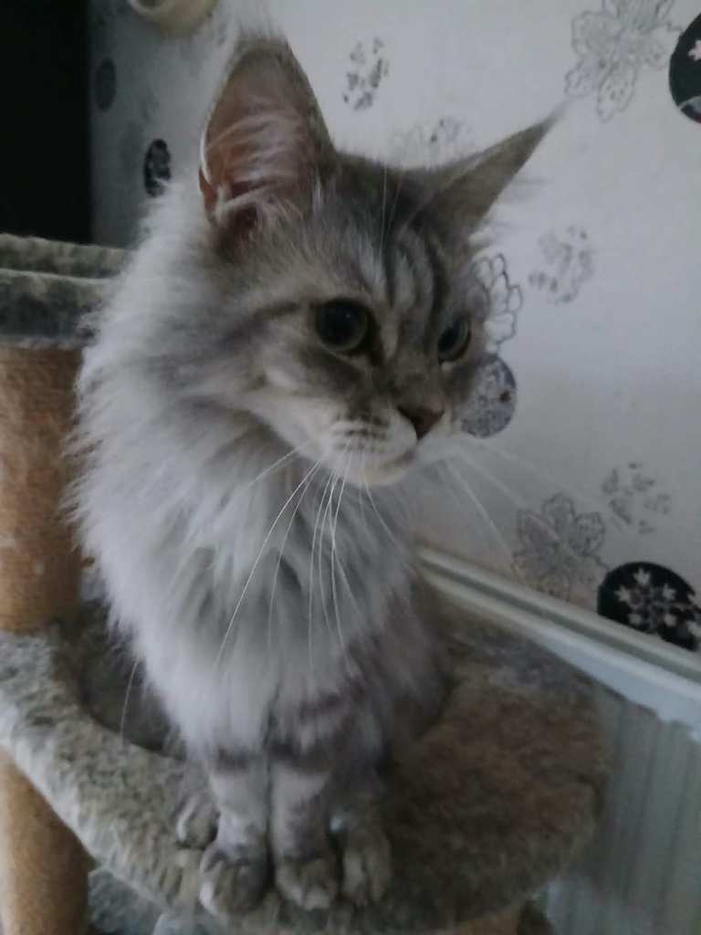 Maine Coon Silver Female