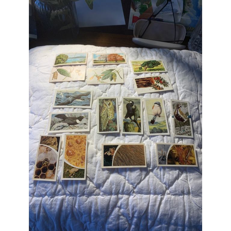 Vintage Brooke bond cards trees , wild birds & small wonders 