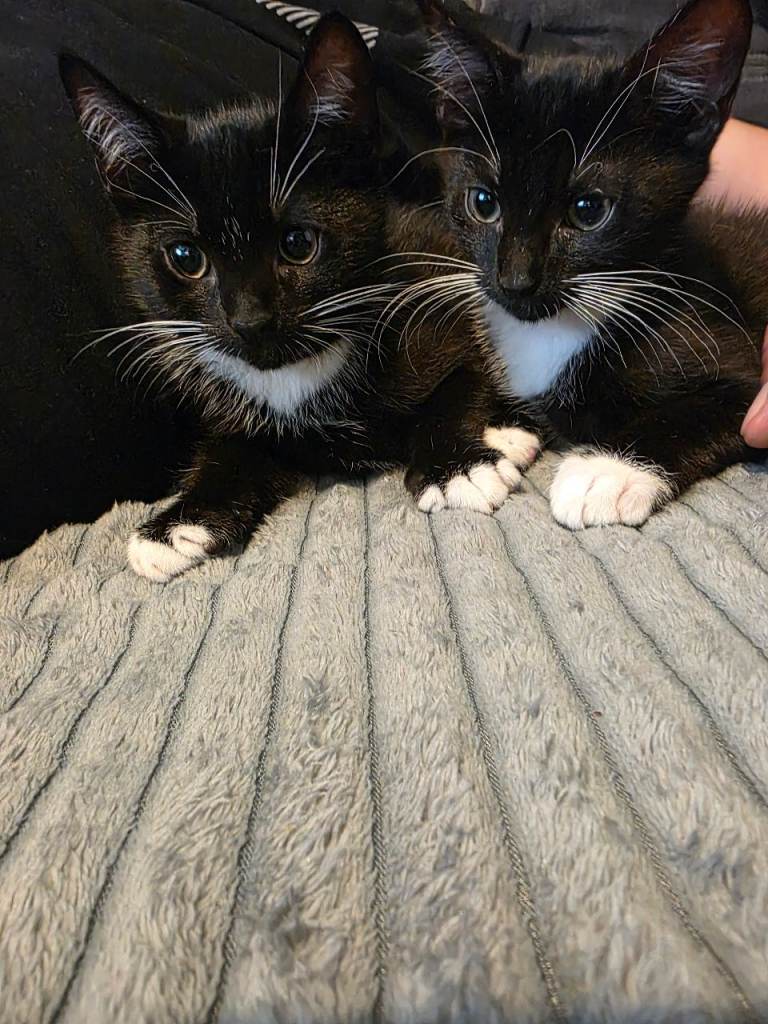 🐈‍⬛🐾Two black kittens for sale🐈‍⬛🐾