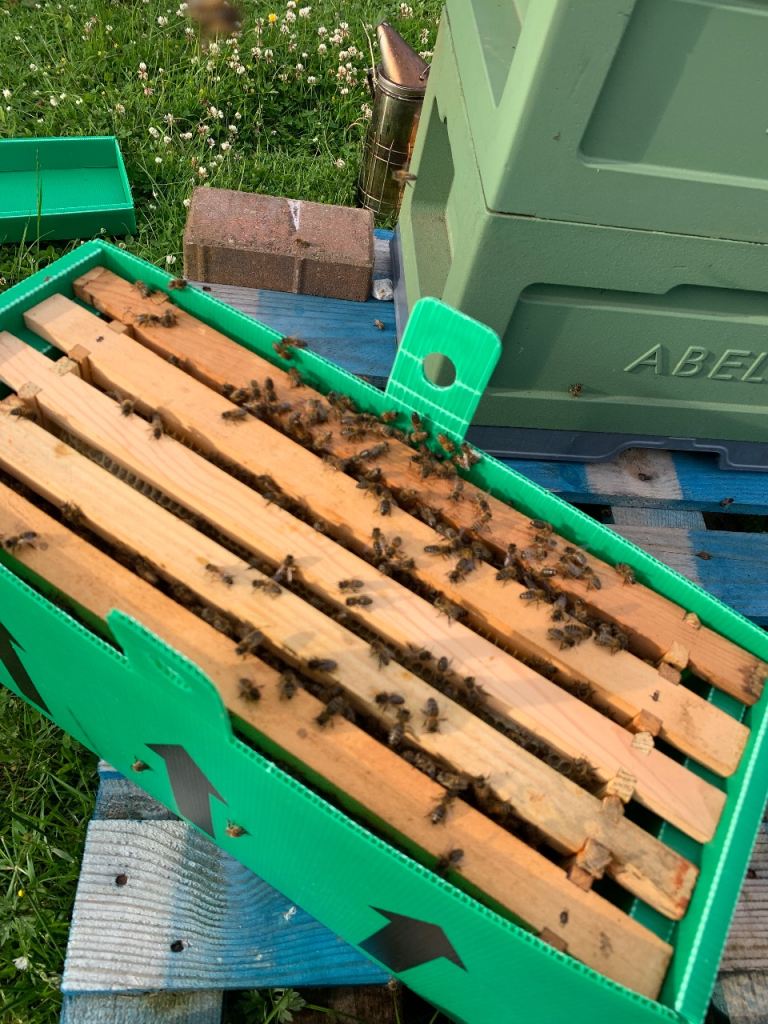 Bees 5 frame nucs
