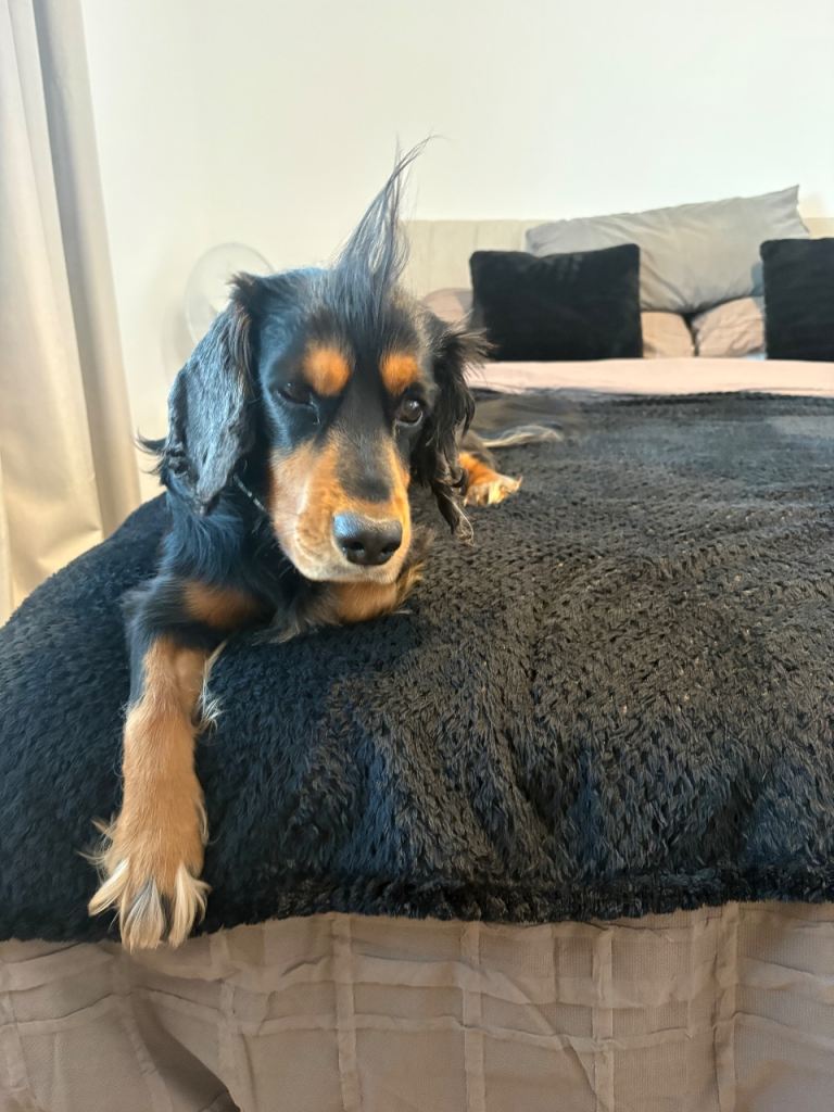 Full bred cocker spaniel 
