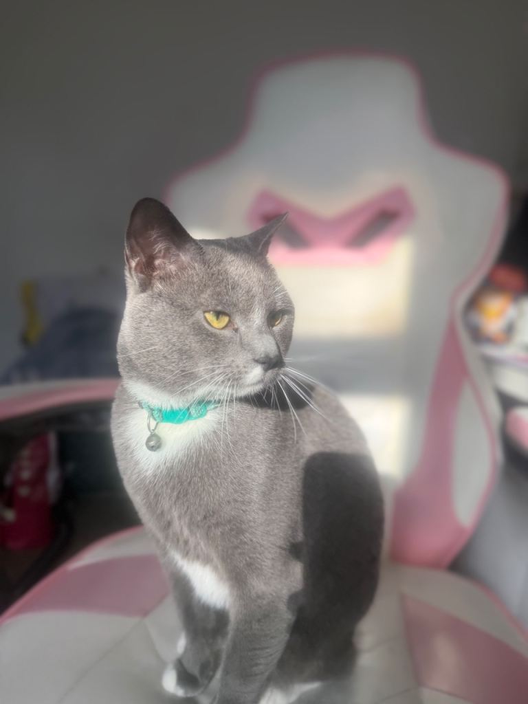 Gato , cat who needs a loving home