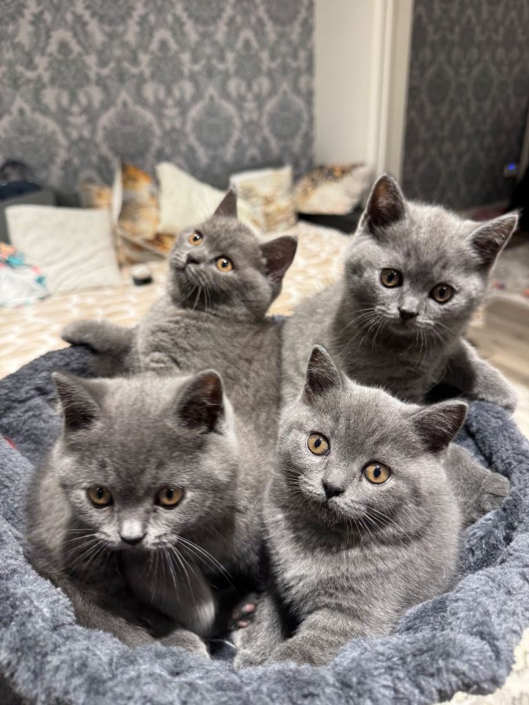 British shorthair kitten 