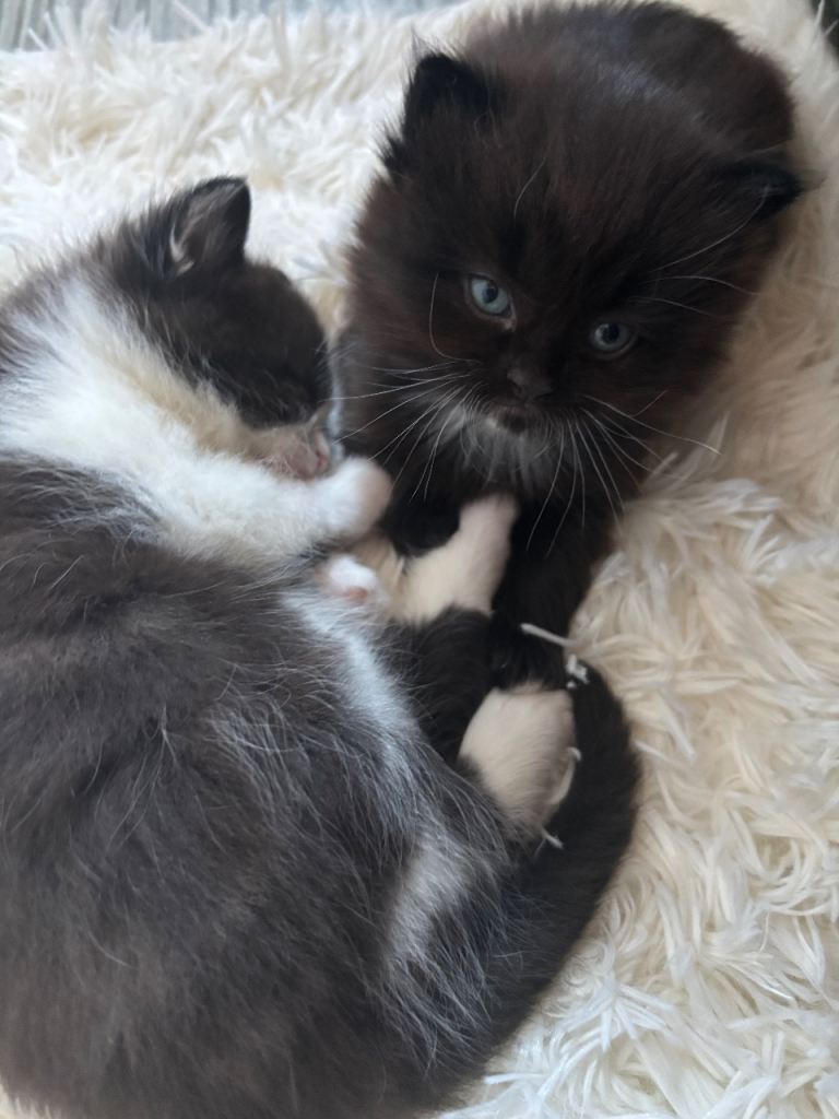 half norwegian kittens 