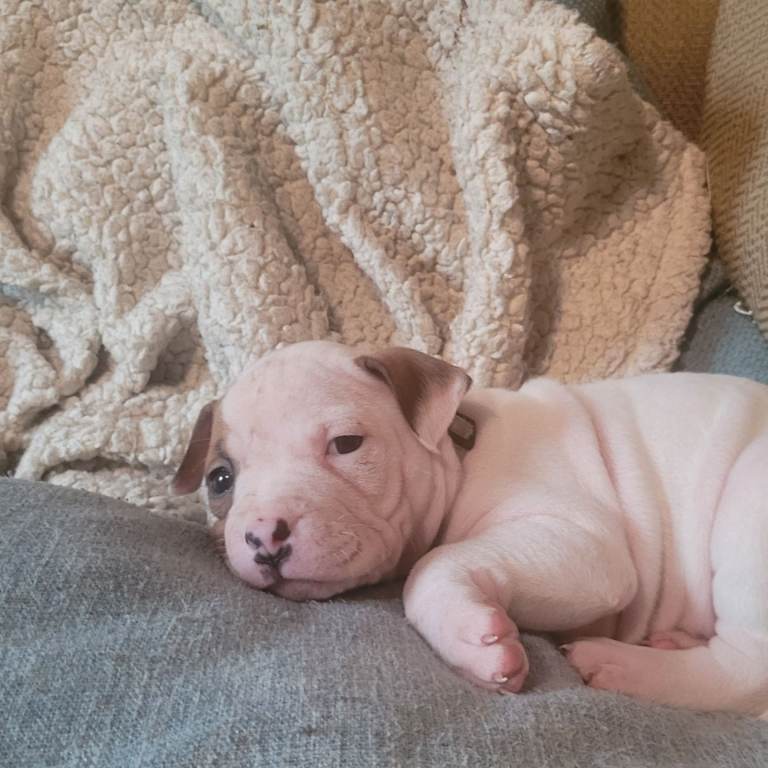 American bull dog cross mastiff puppy