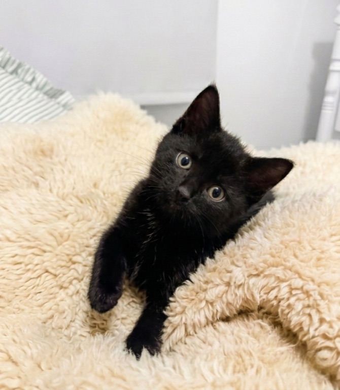 Affectionate playful kittens for sale 
