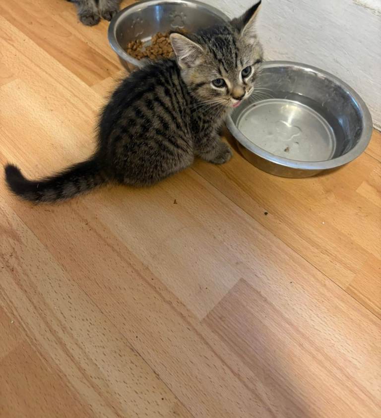 Kittens