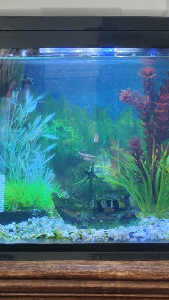 Small tank with fish 