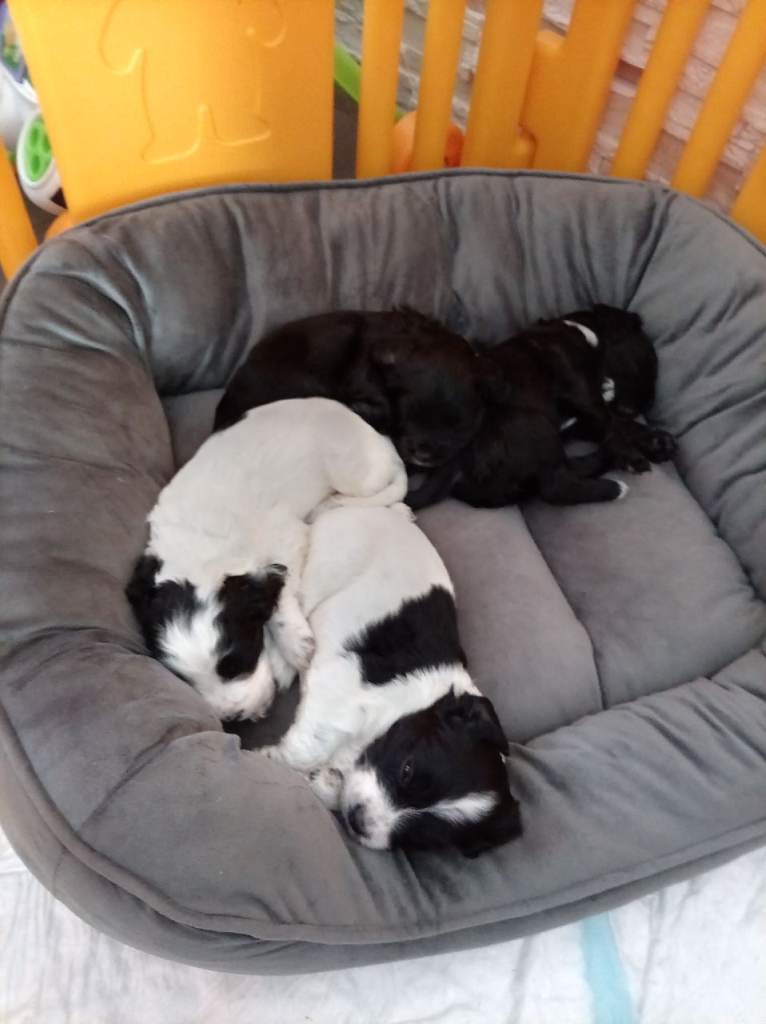 Springer/ cocker spaniel