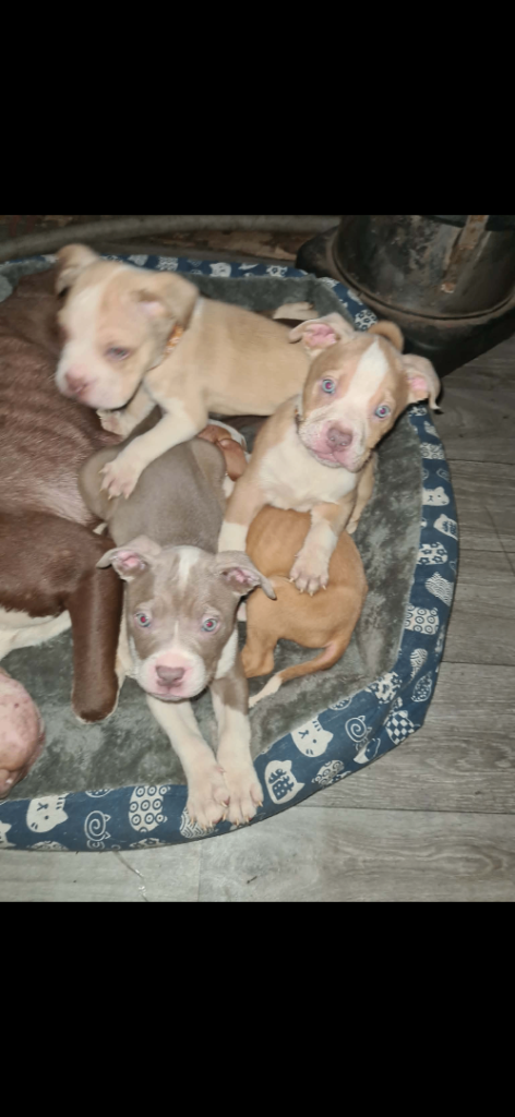 Dog bed# puppy’s 