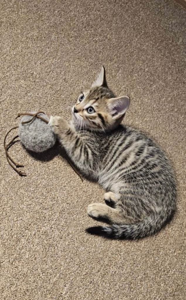 Tabby kitten 8 weeks old 