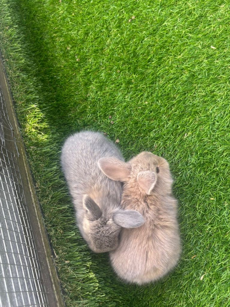 Baby mini lops 
