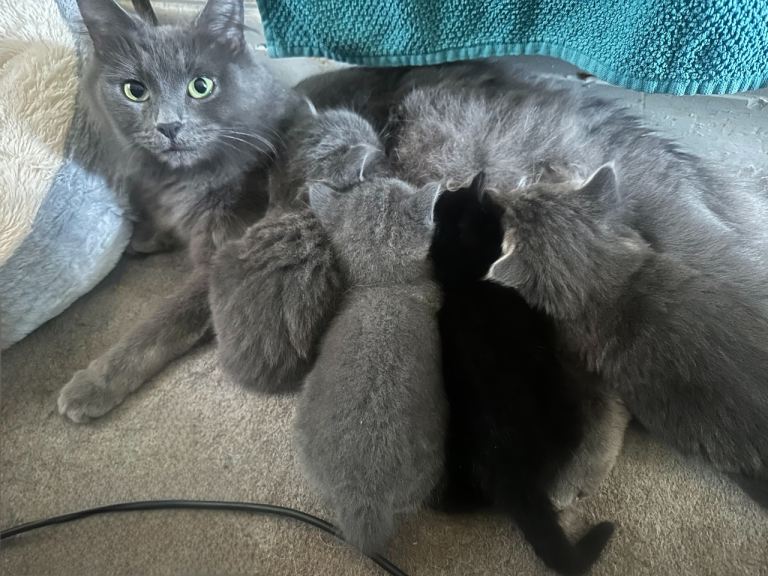 Beautiful silver Russian Blue/Maine Caine Coon Kittens