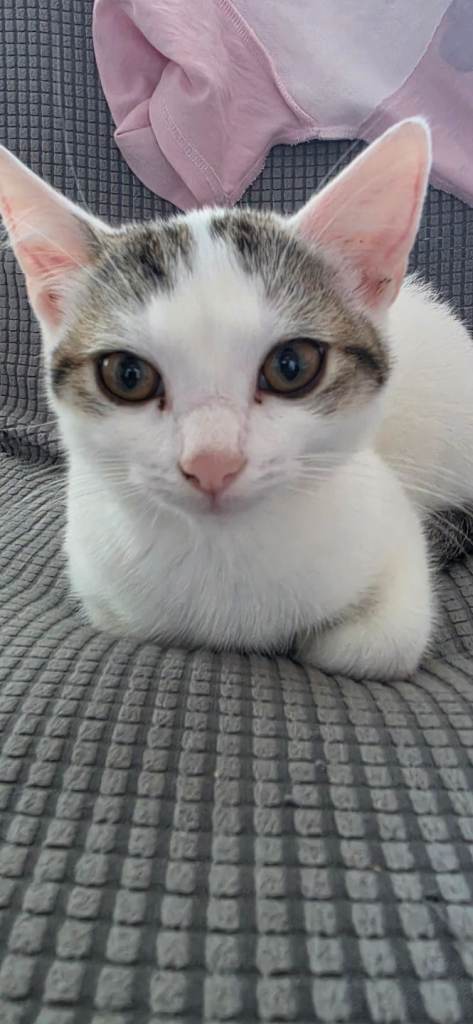 🐱 Female Kitten for Sale – 14 Weeks Old 