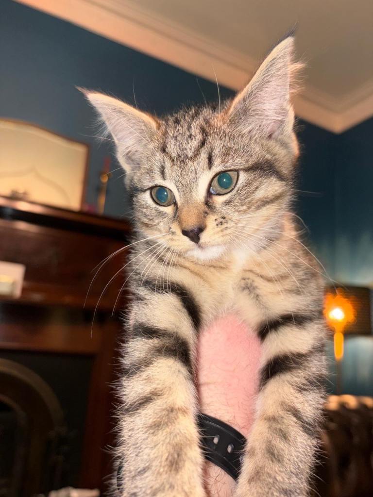 12-week-old Female Tabby Kitten 