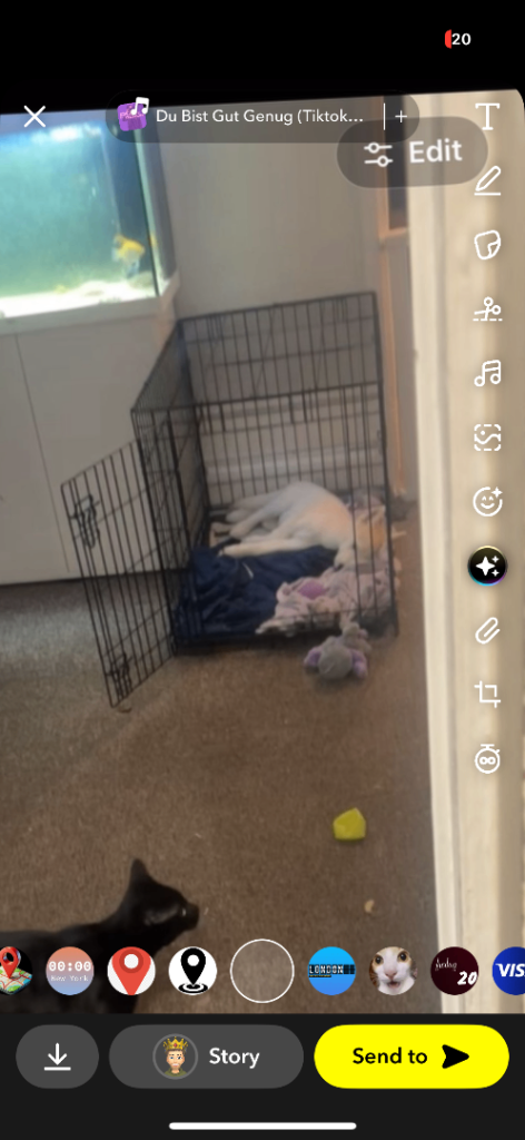 Dog cage pets at home 