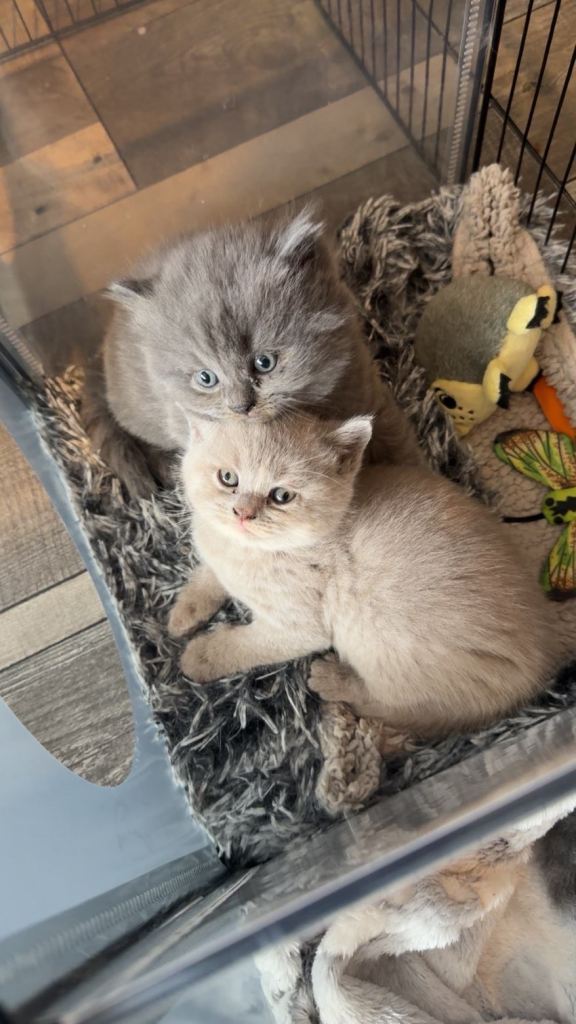 🐾 Adorable British Shorthair Kittens 🐾 Ready From 4th June!