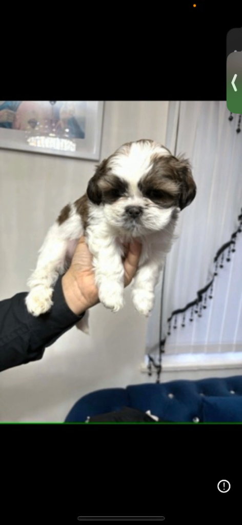 Puppies for sale 