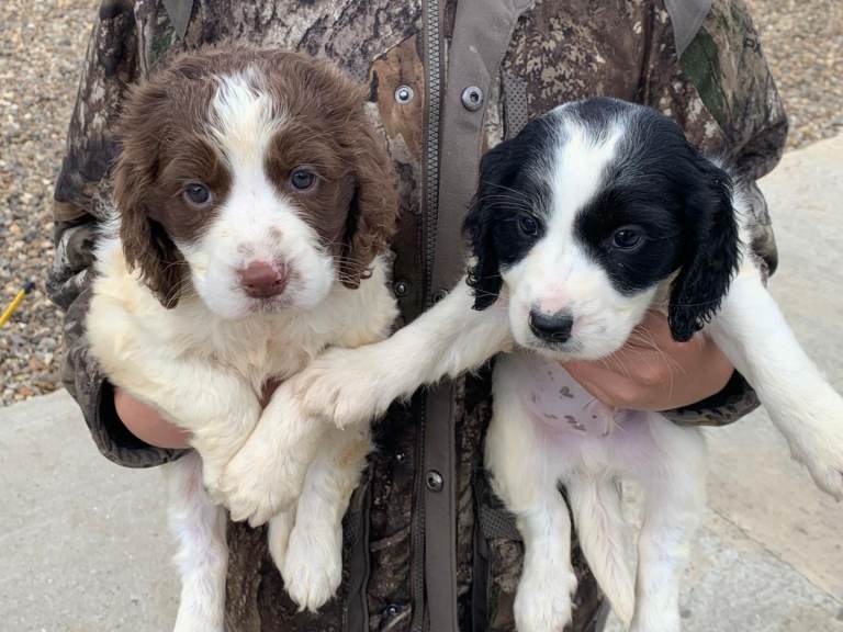 Sprocker spaniel puppy's 