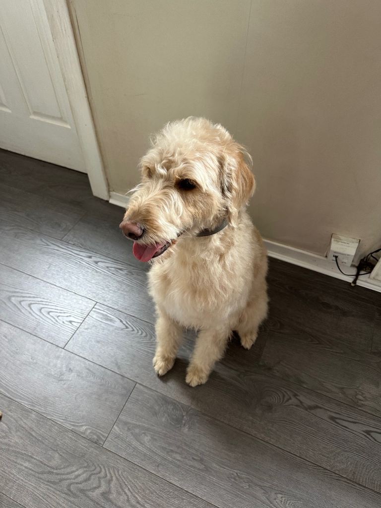 Male labradoodle
