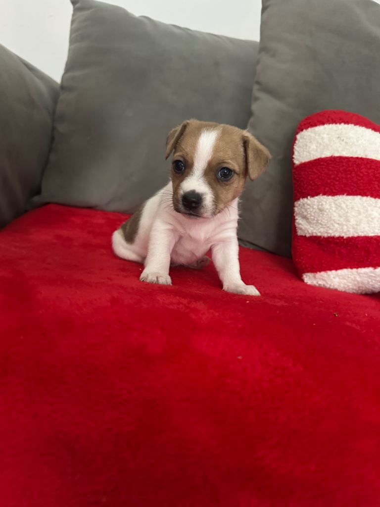 Jack Russell puppy's 
