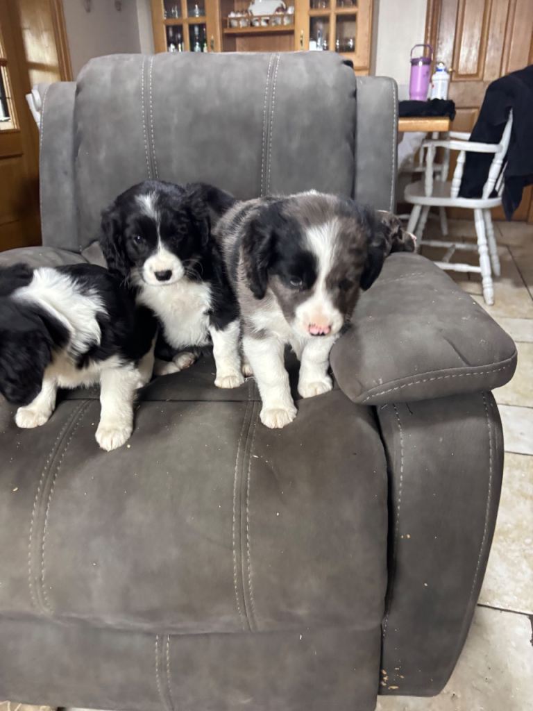 Borderlier puppies for sale-4 remaining 