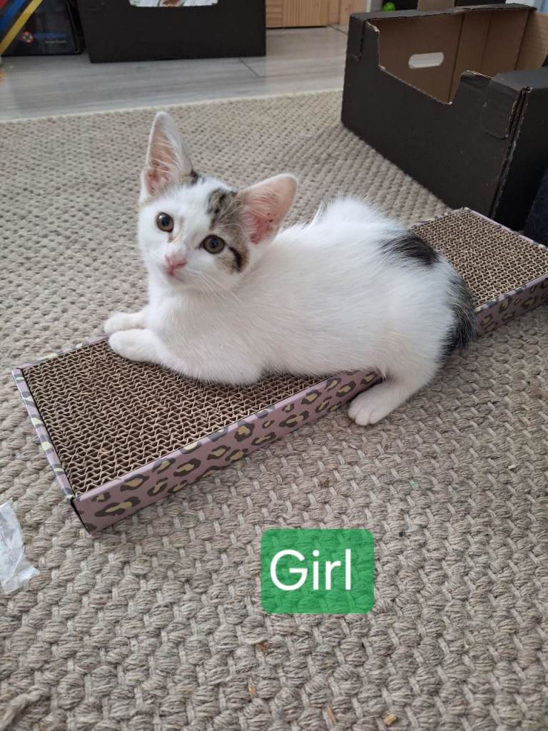 Lovely kittens for sale 