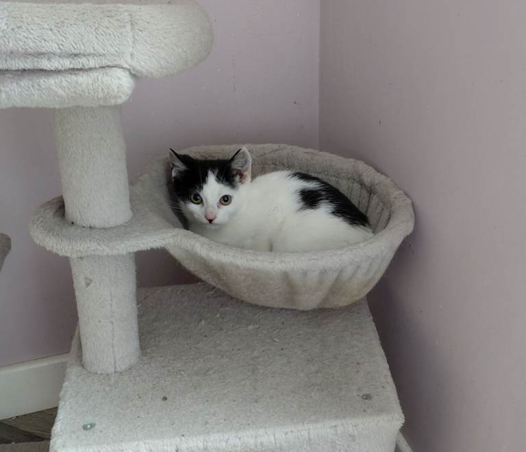 Kitten for sale