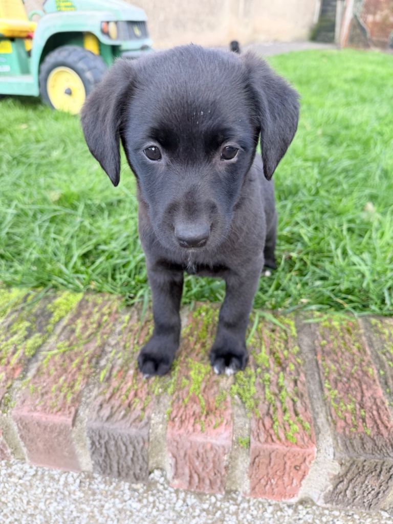 Pups ready for their new home