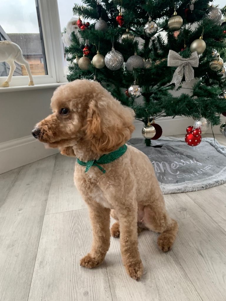 Our Dog Daisy for sale 