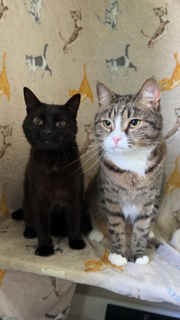 Bonded pair of loving indoor cats looking for a calm home