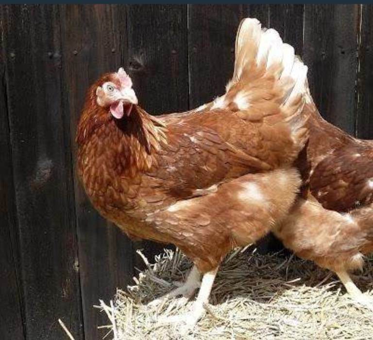 Brown laying hens 