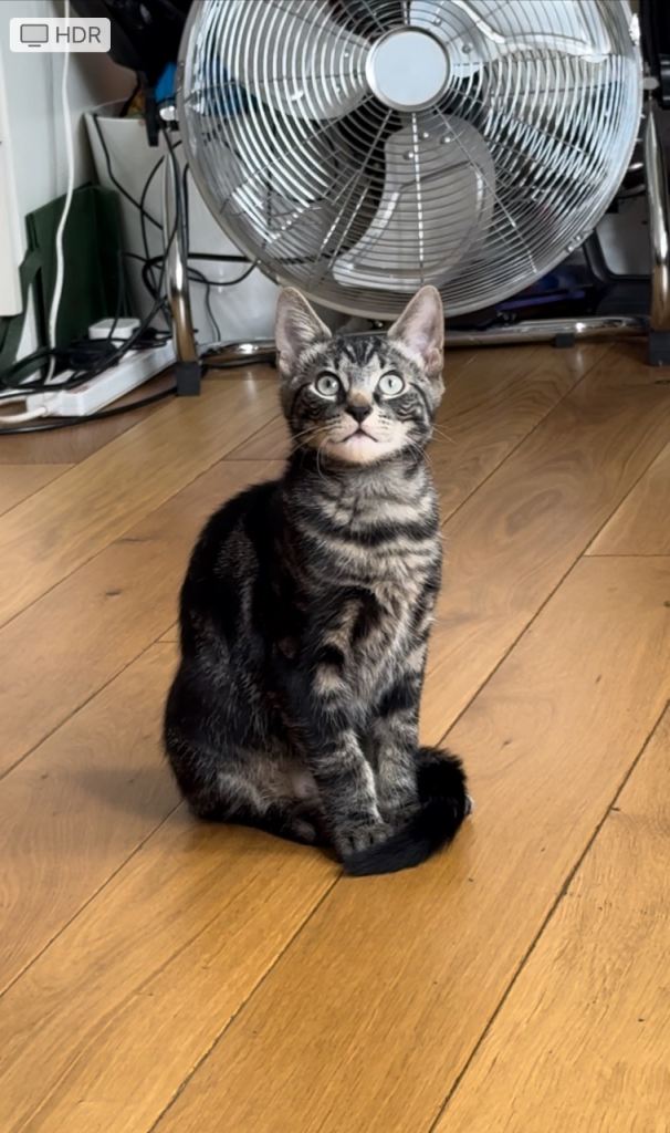 15 weeks kitten 