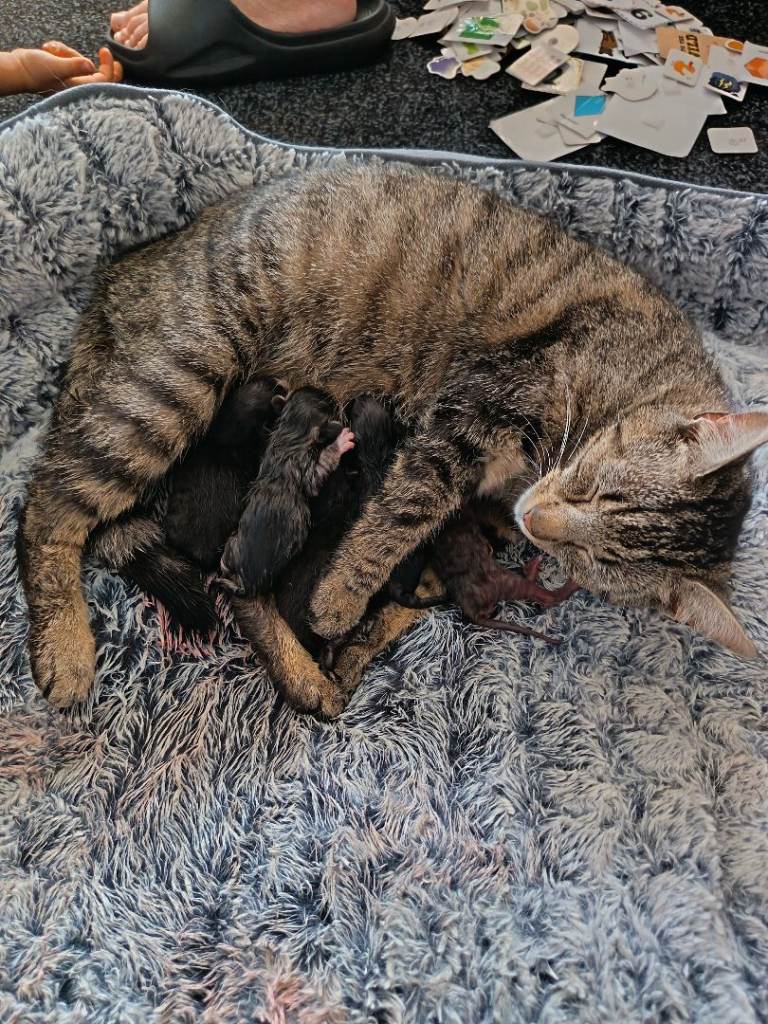 kittens