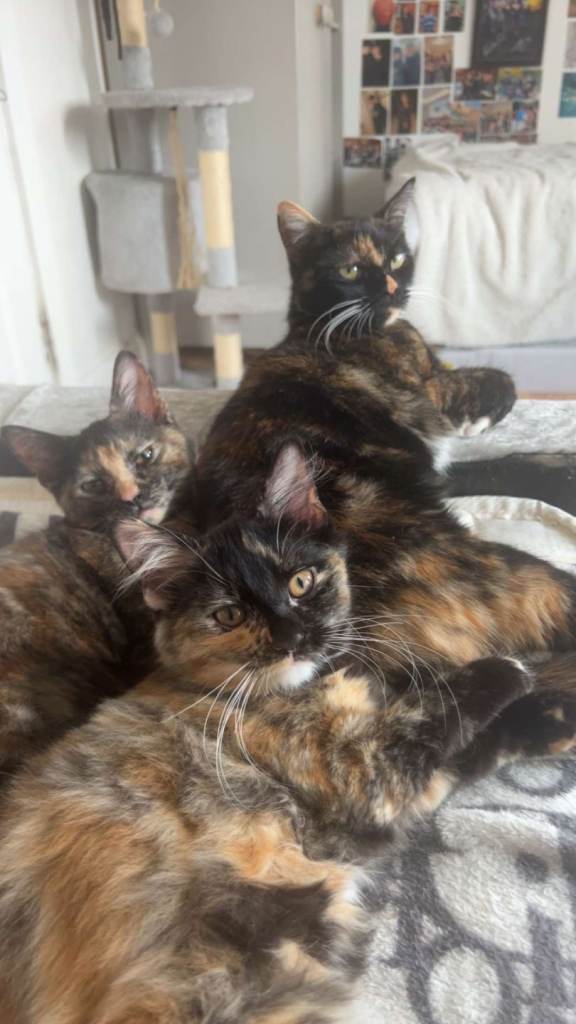 Kittens