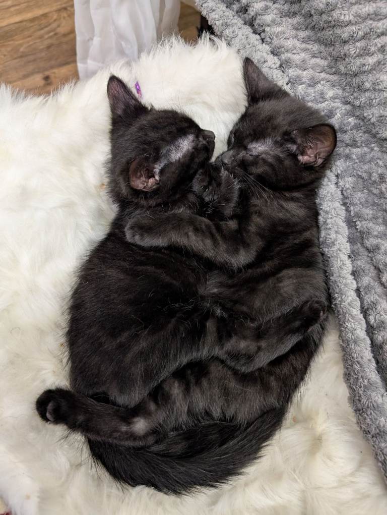 Kitten