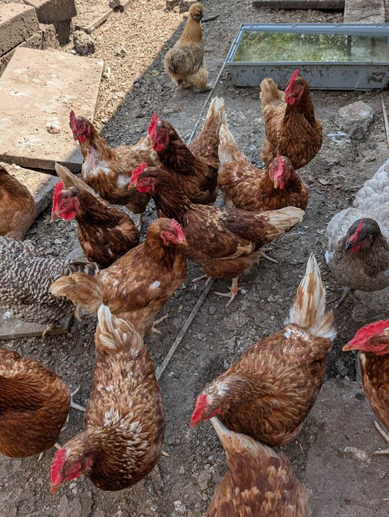 Chickens / rescue hens