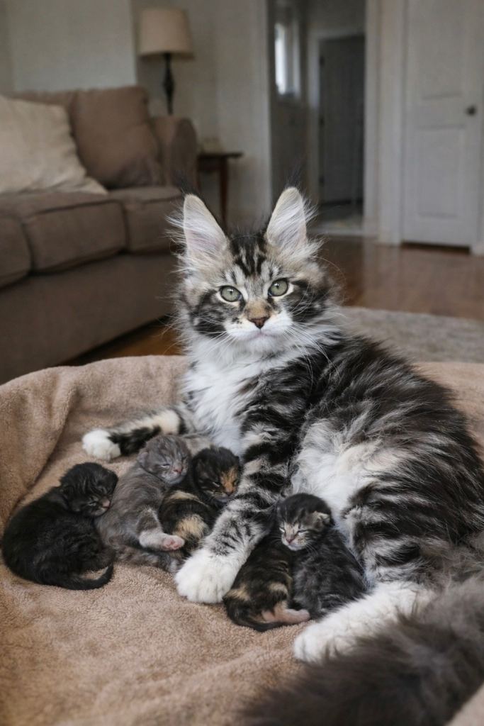 Last 2 Maine Coon Kittens 