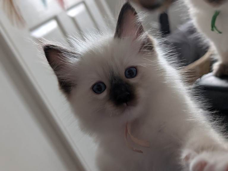 Purebred Ragdoll kittens 