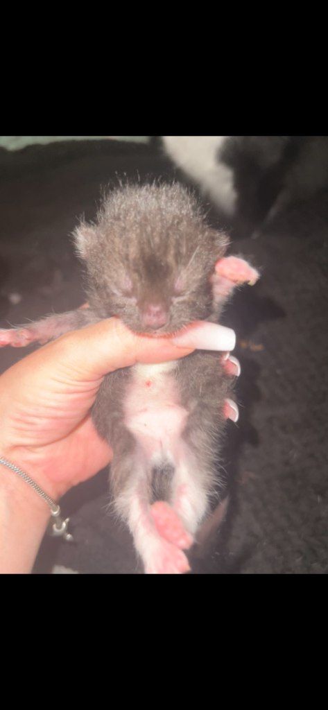 2 sets of kittens available 