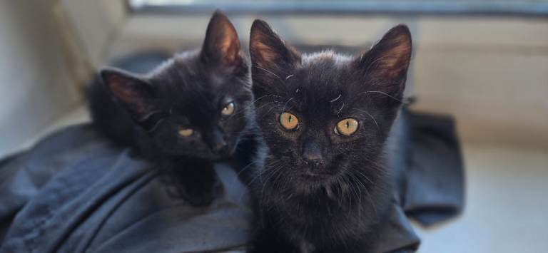 Kittens