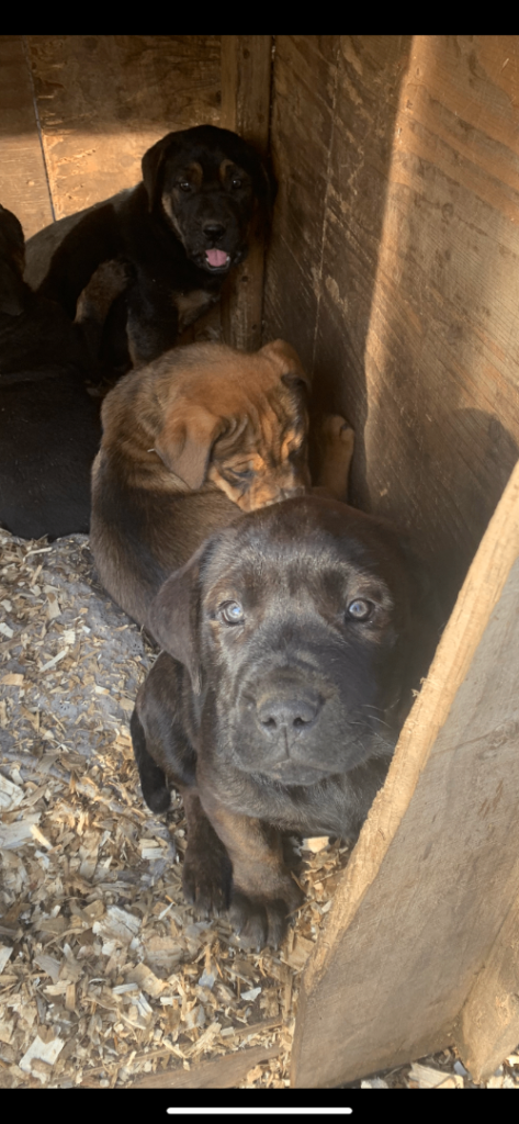 Labrador x Rotwiler puppy’s 