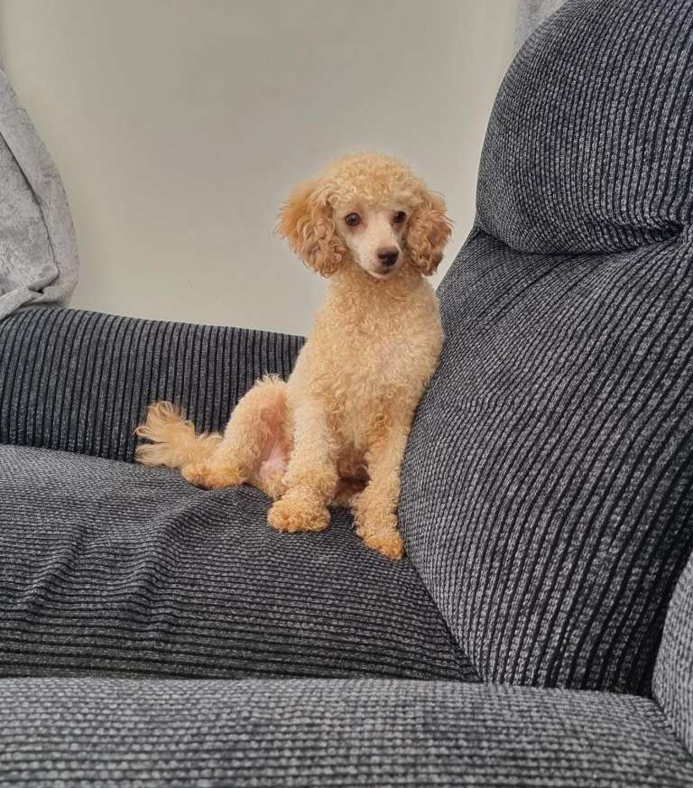 Apricot toy poodle 5 year old