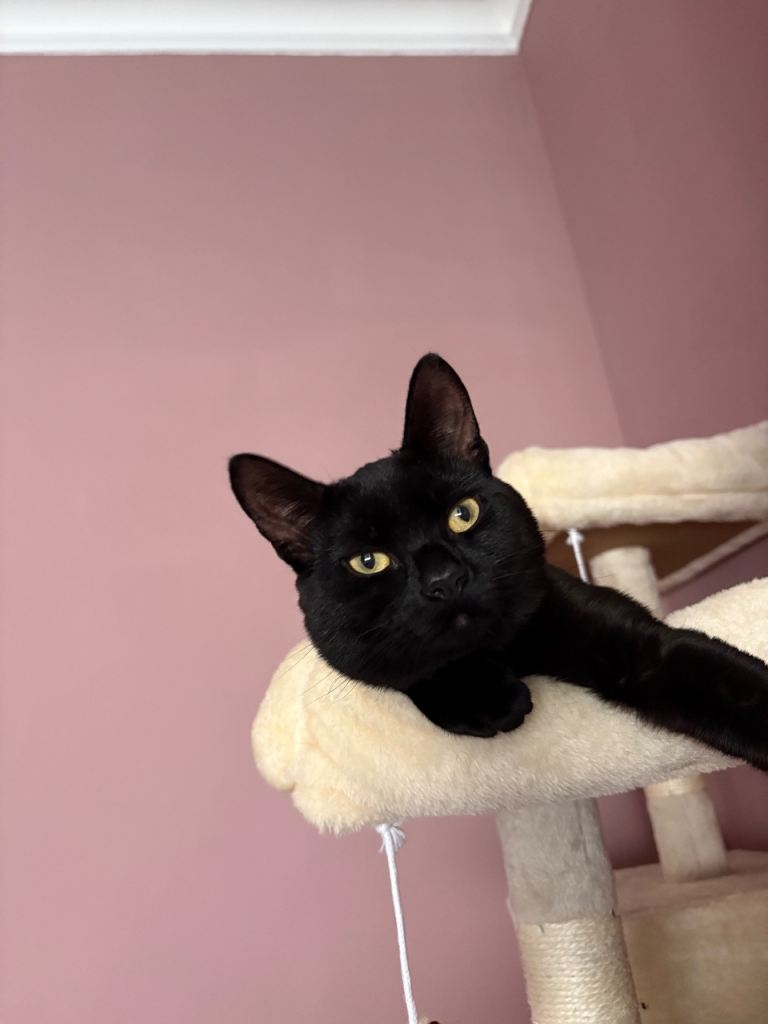 Male cat 