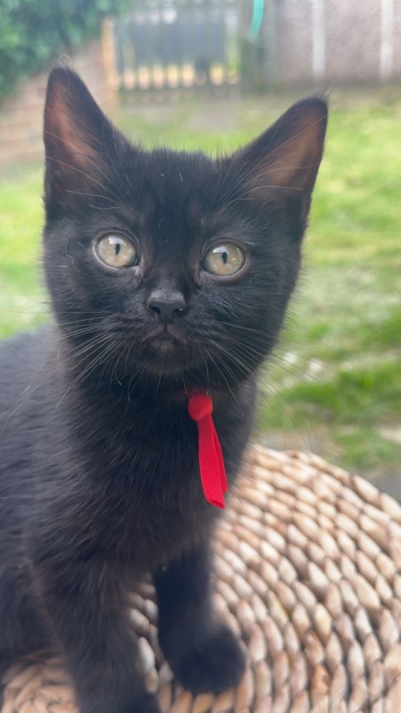 British Shorthair x Ragdoll - Only 1 Girl Available 