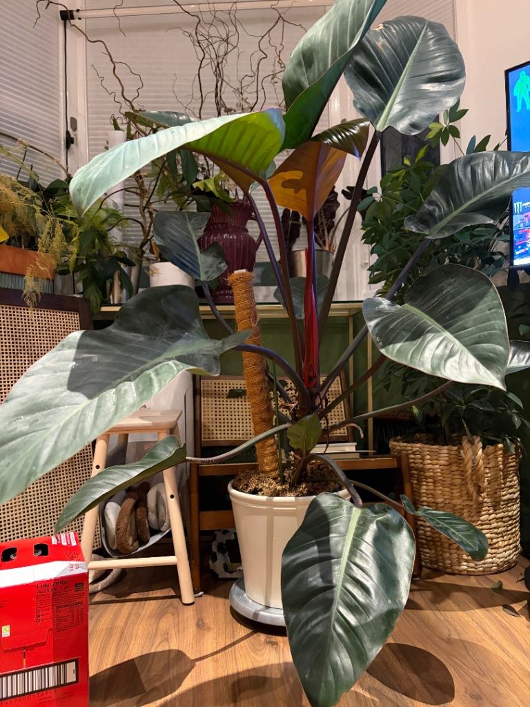 Large Philodendron